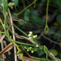 Cassytha filiformis L.